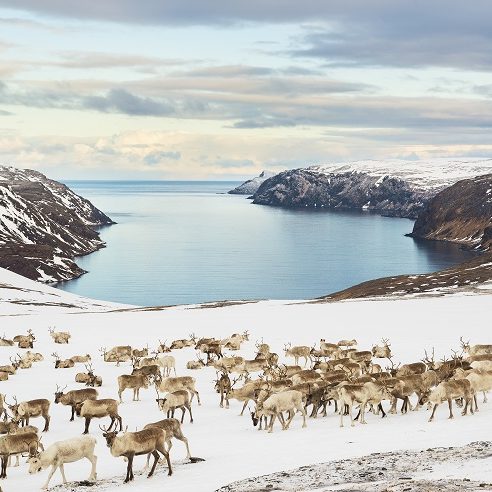 Une vaste étendue de neige avec un troupeau de rennes et un fjord en arrière-plan.